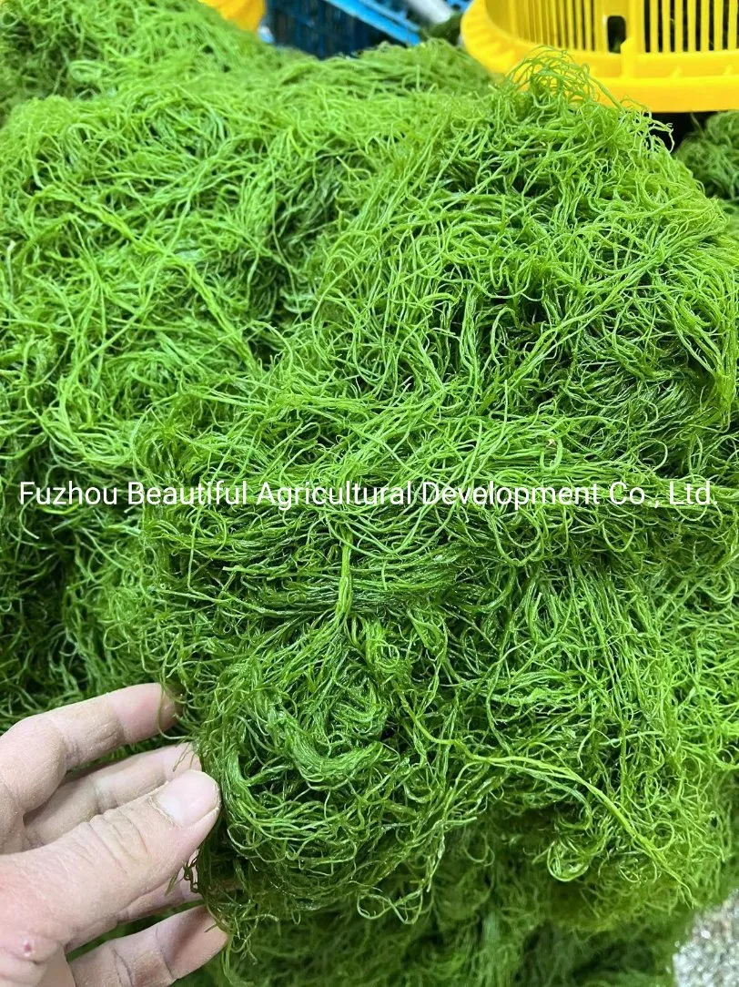 Best Quality Special Price Gracilaria Seaweed From Fujian