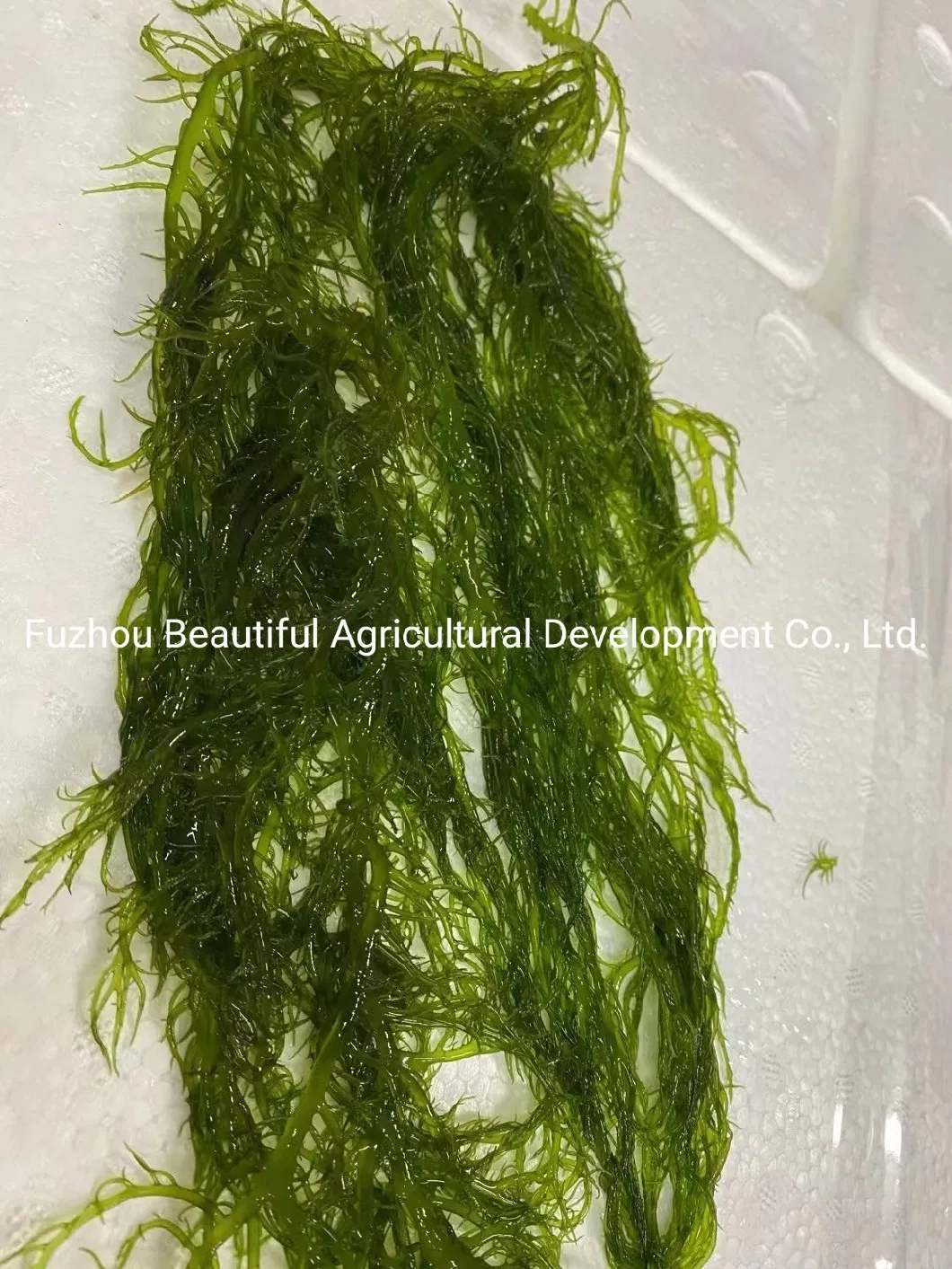 Best Quality Special Price Gracilaria Seaweed From Fujian